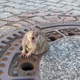 Image for article titled I'm That Fat Rat Who Got Stuck in a Manhole Cover. This Is My Story